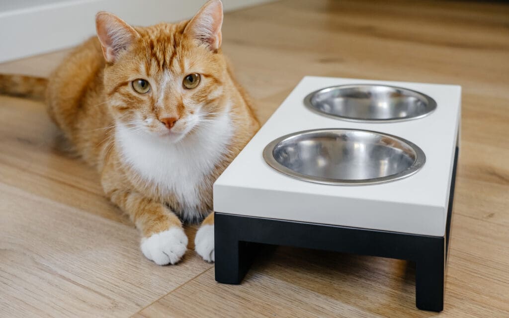 ginger cat next to its food bowls
