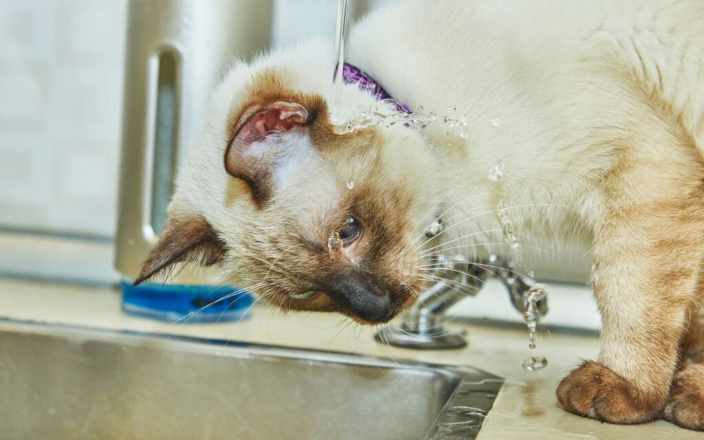 kitten drinking from faucet