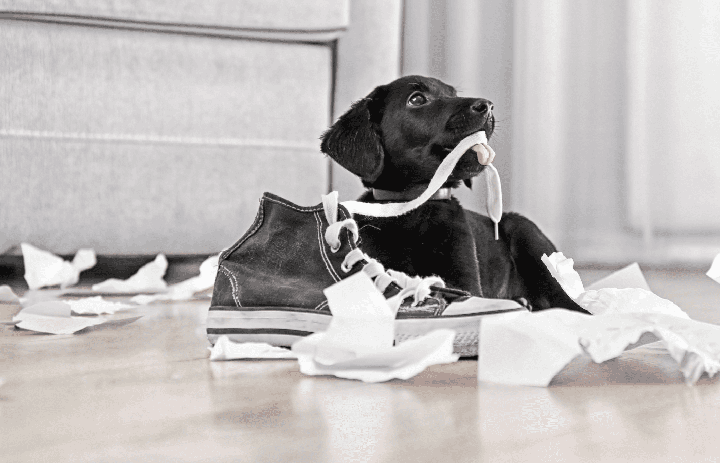 Puppy-Proof Your Space - Adobe Stock