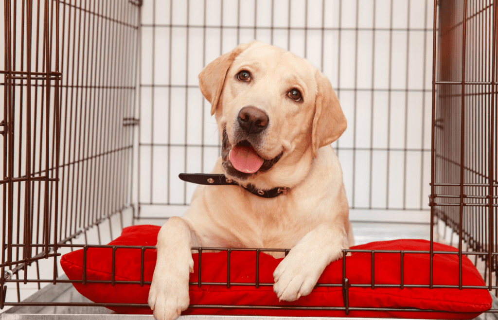 Introduce Them to Their Crate - Adobe Stock