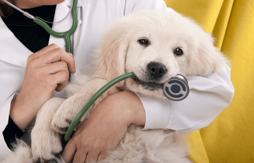 Choose a Vet and Schedule a Checkup - Adobe Stock