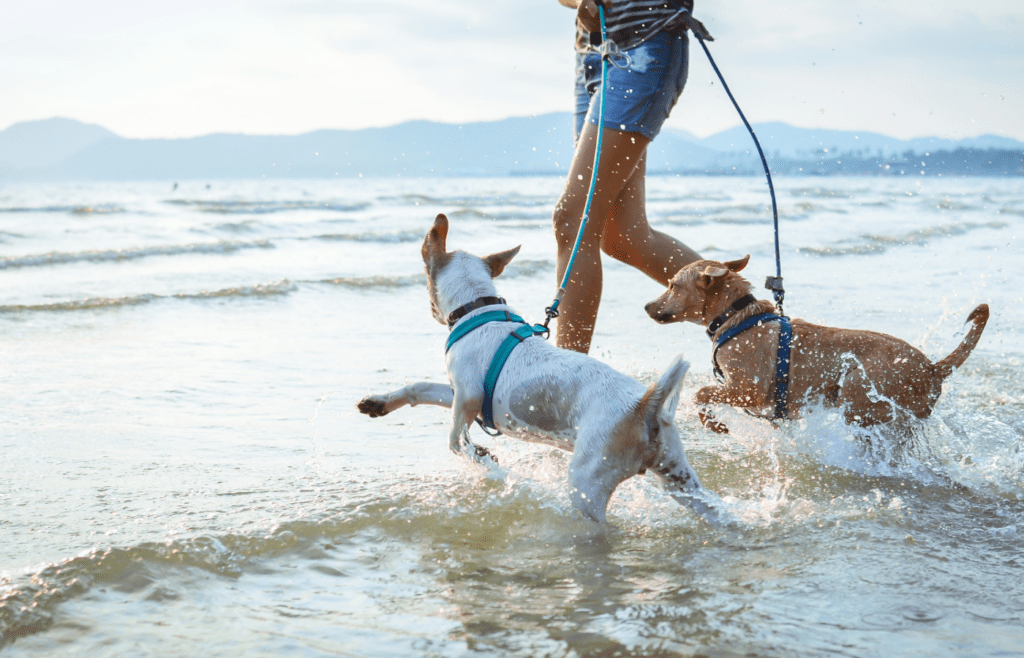 Other Ways to Cool a Panting Dog - Adobe Stock