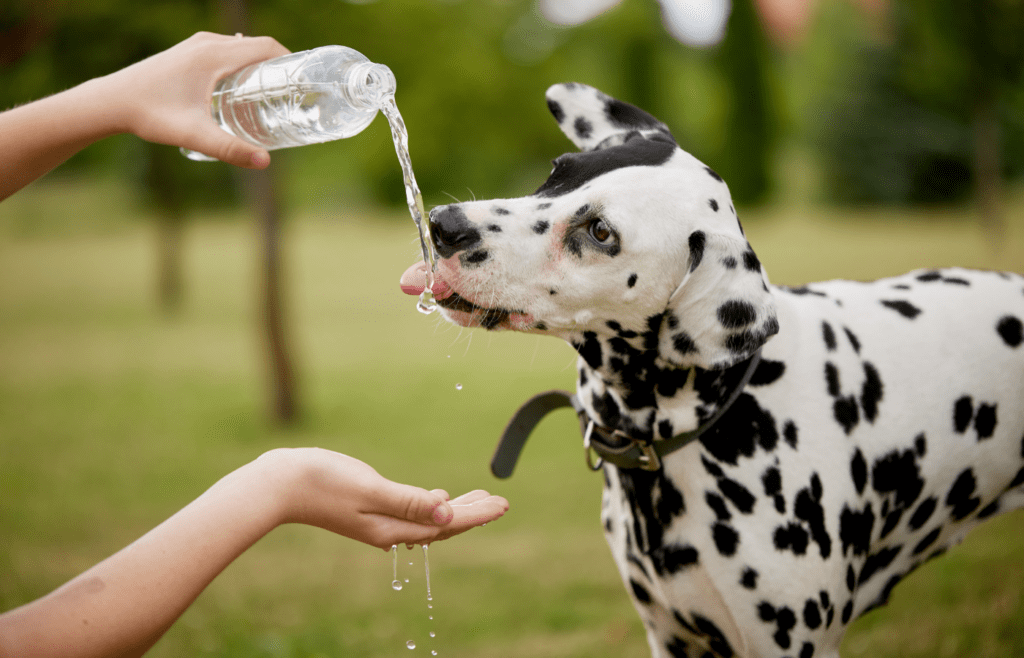 Make Sure the Dog is Hydrated - Adobe Stock