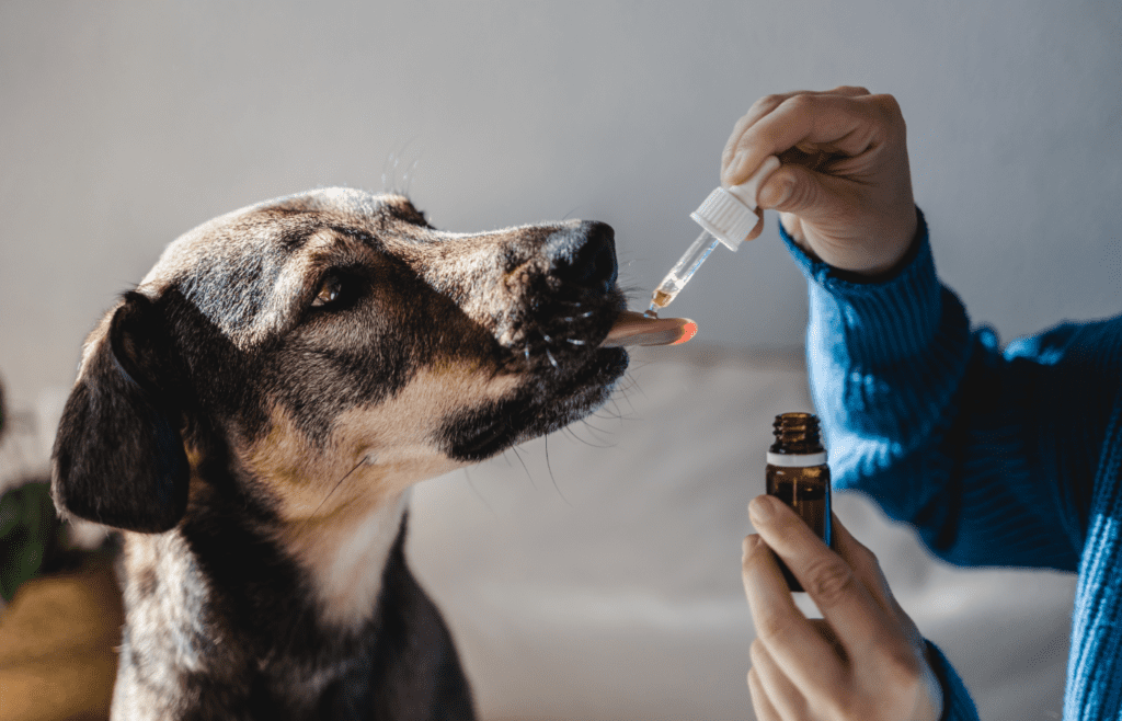 Give Your Dog a Calming Supplement - Adobe Stock