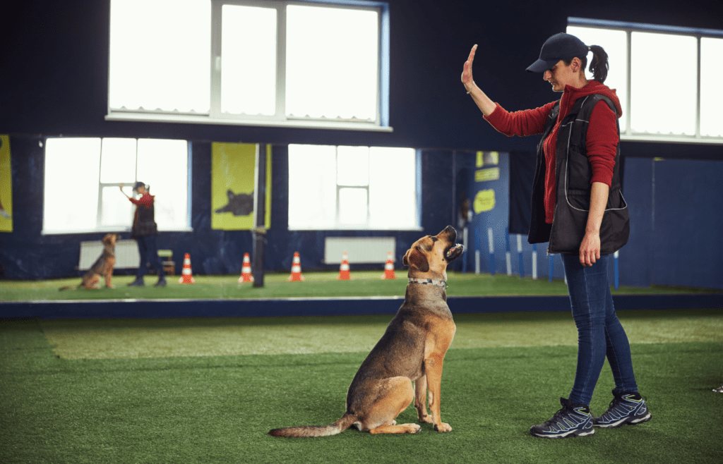 Obedience Classes and Teaching Them Tricks - Adobe Stock