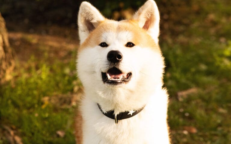Akita