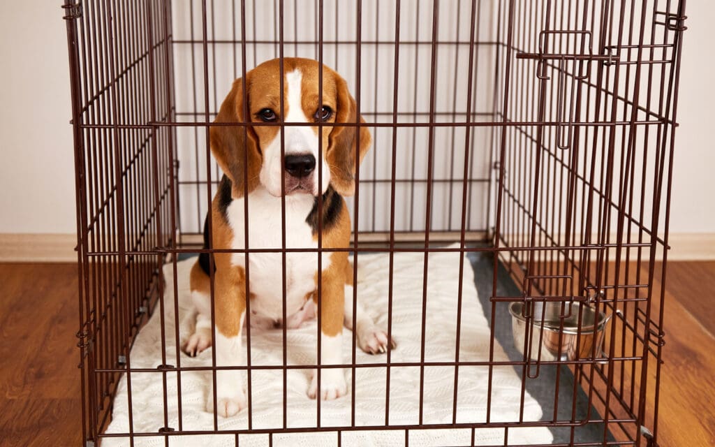 Beagle in Crate
