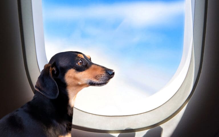 Dachshund on plane