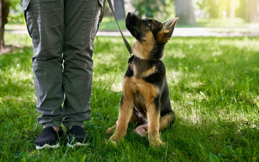 German Shepherd puppy being trained