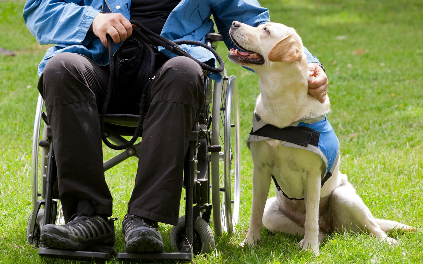 Golden Lab service dog