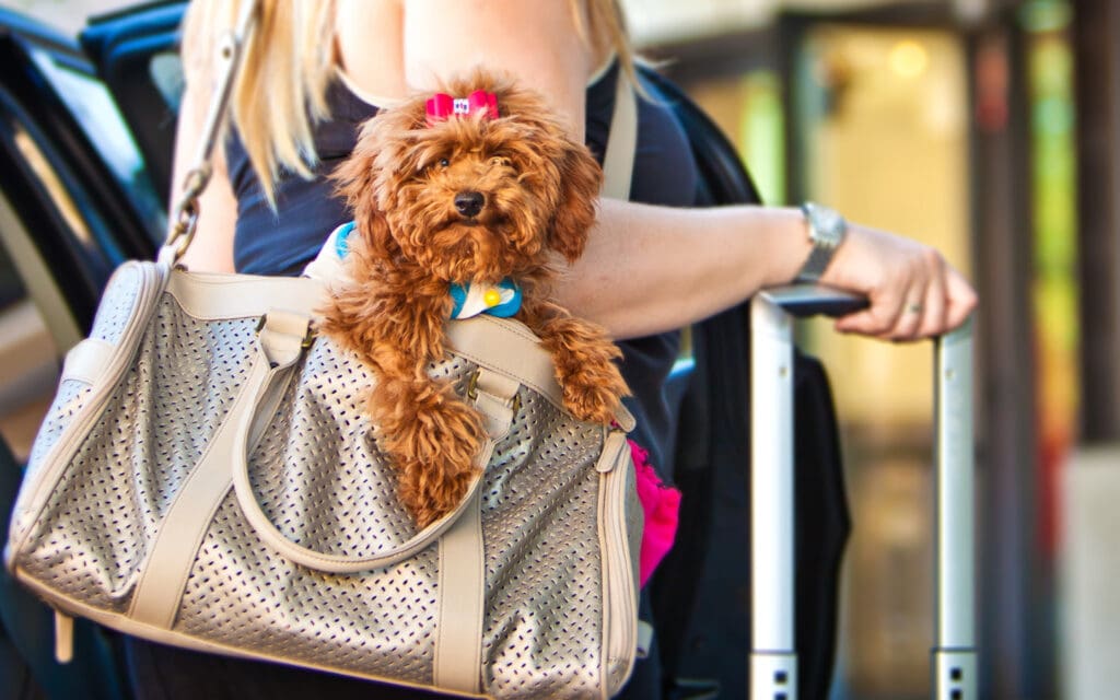 Little dog in purse