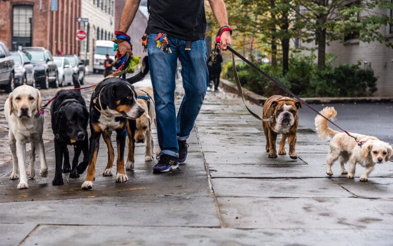 Man walking dogs