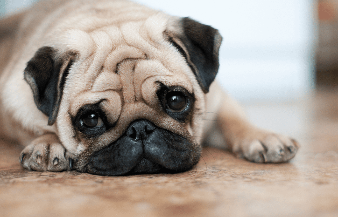 Separated from People, But Not Pugs - Adobe Stock