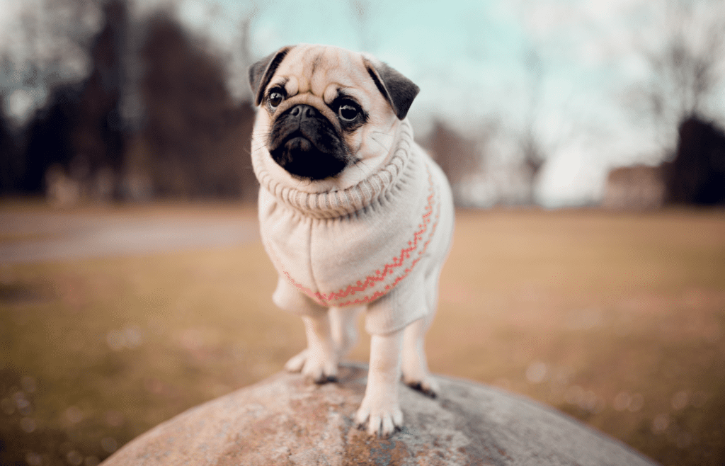 “Retro pugs” Didn’t Have Smashed-In Faces - Adobe Stock