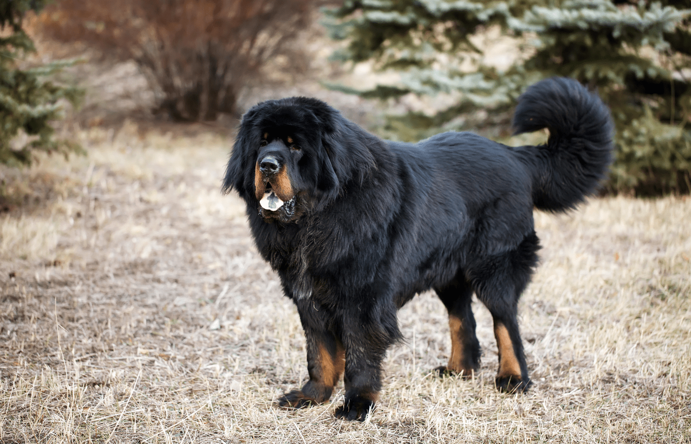 Tibetan Mastiff - Adobe Stock