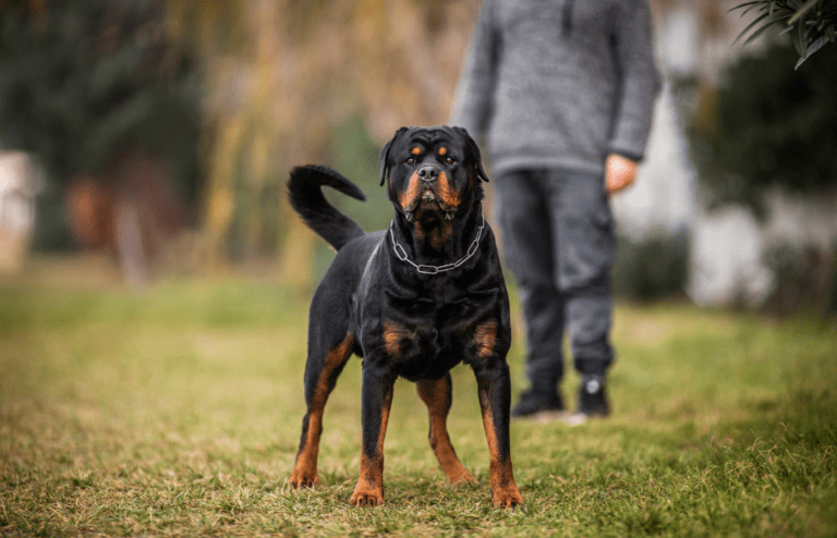 Rottweiler - Adobe Stock