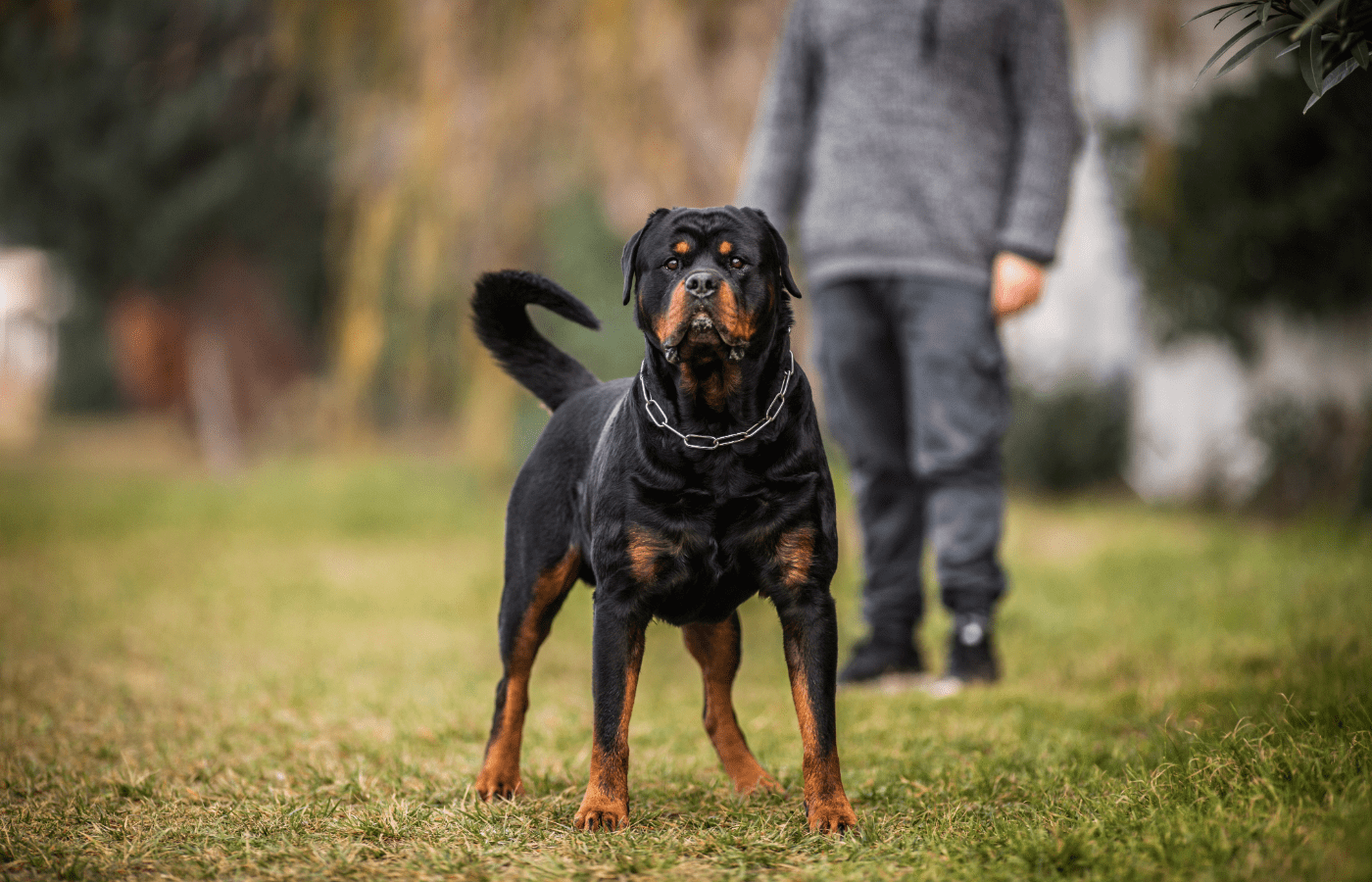 Rottweiler - Adobe Stock