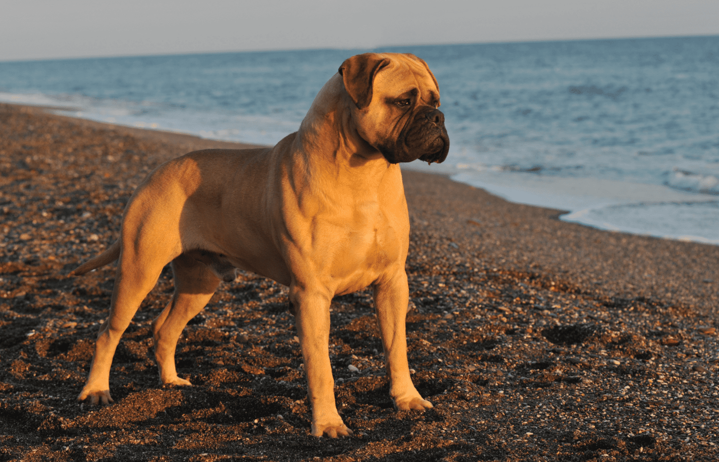 Bullmastiff - Adobe Stock