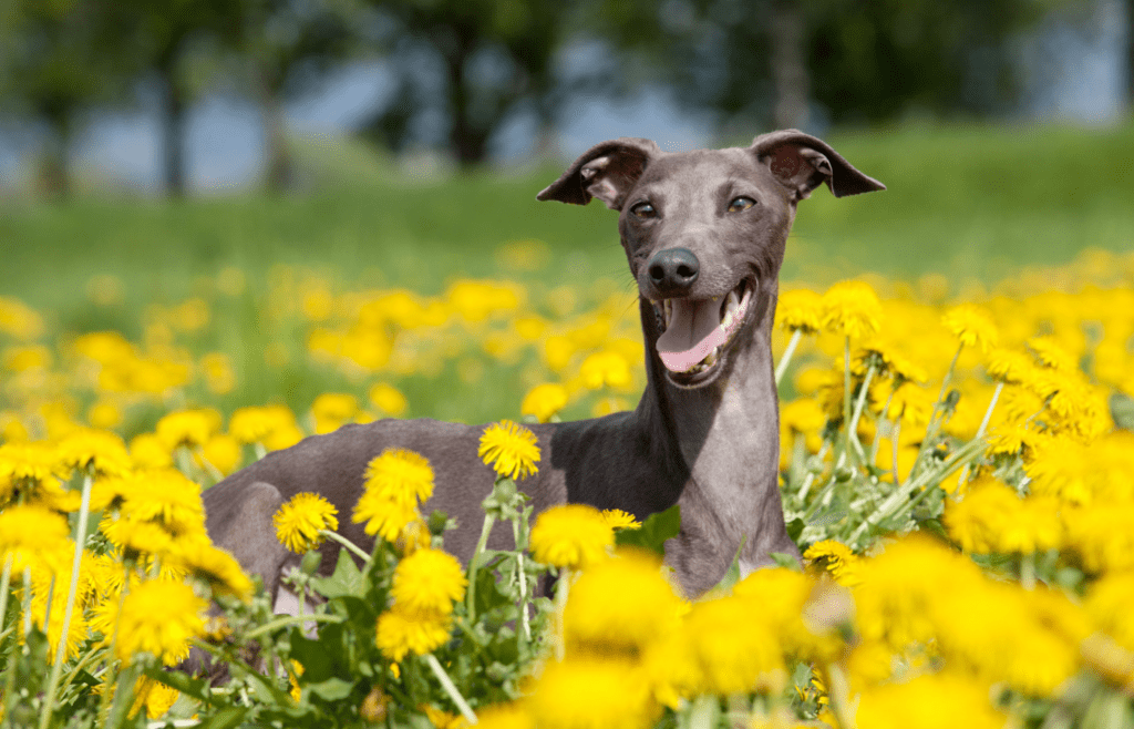 Greyhound - Adobe Stock