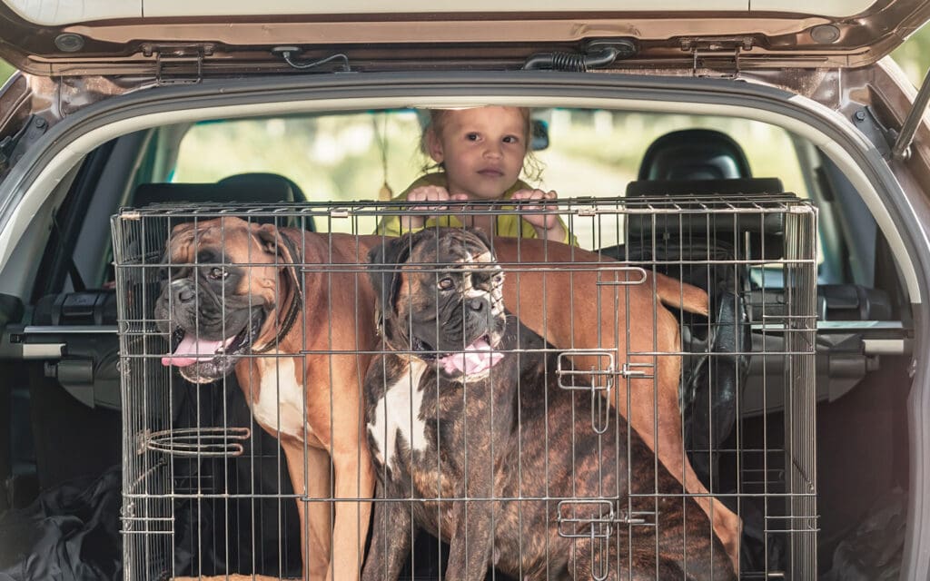 Two Mastiffs in a crate in a car