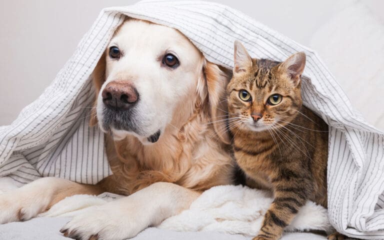Cat and dog cuddling together