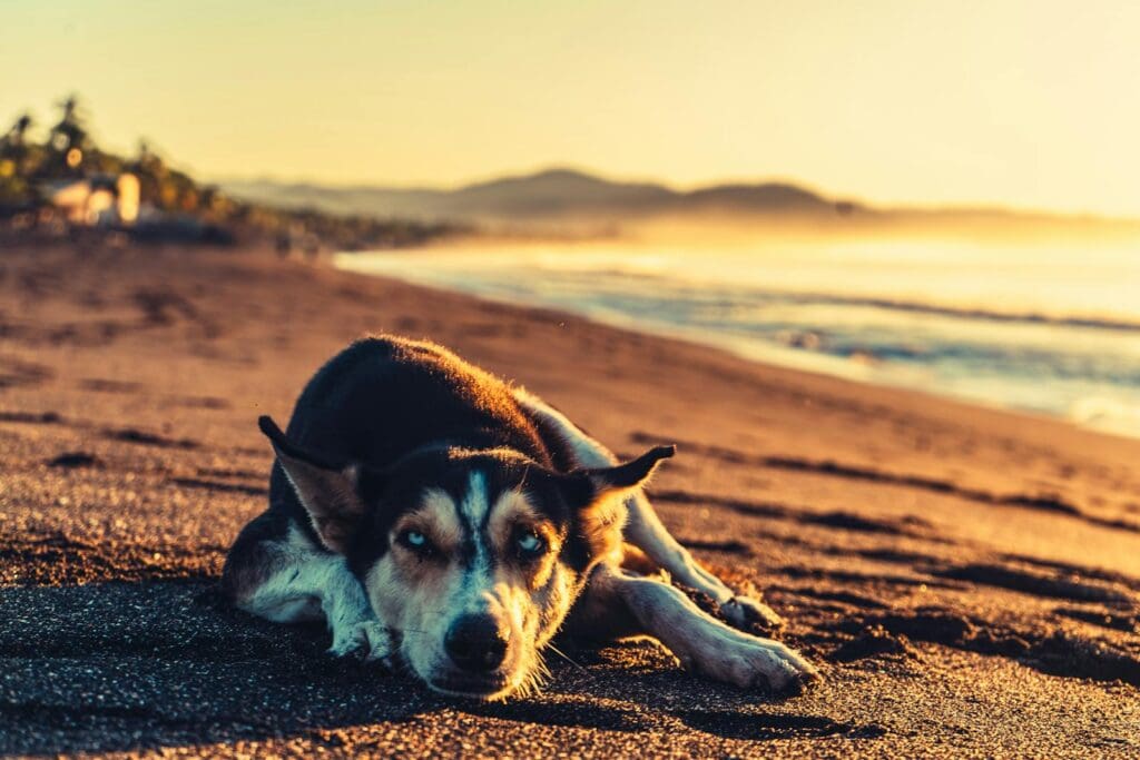 A dog laying on the beach at sunset