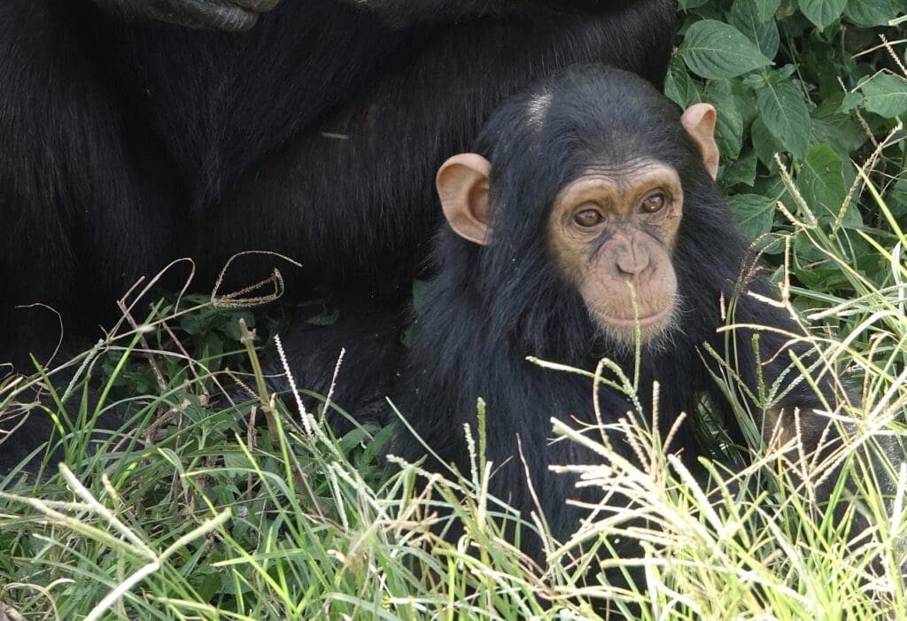 chimpanzee, animal, mammal, grass