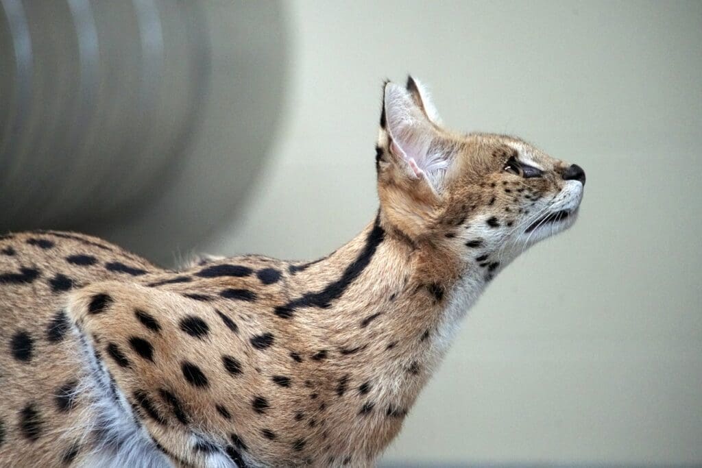 serval cat, nature, cat