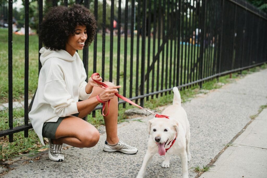 Full body side view of cheerful African American female owner squatting near metal fence with playful dog on red leash in street