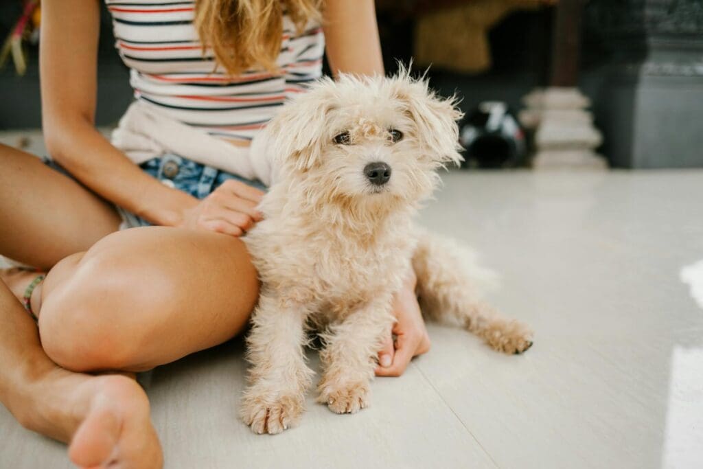 Crop female owner with puppy Toy Poodle with fluffy fur sitting together on floor