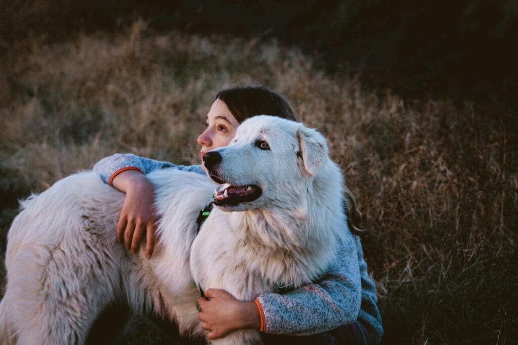 Woman Holding a White Great Pyrenees