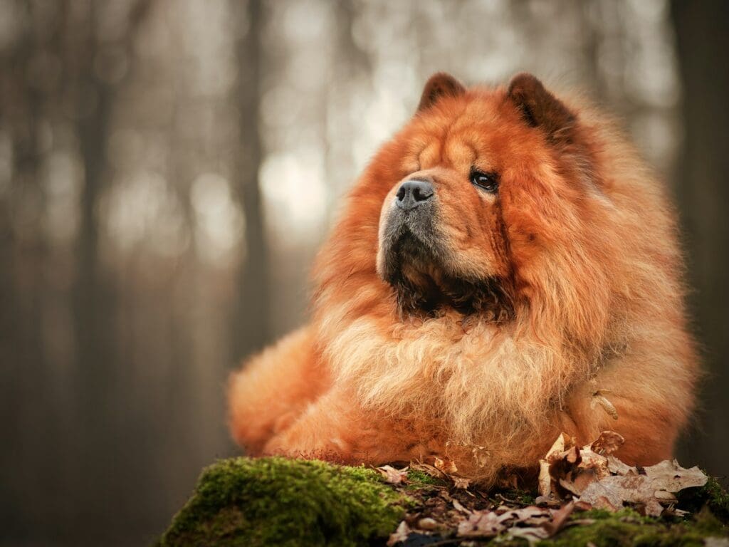 a Chow Chow that is laying down in the woods