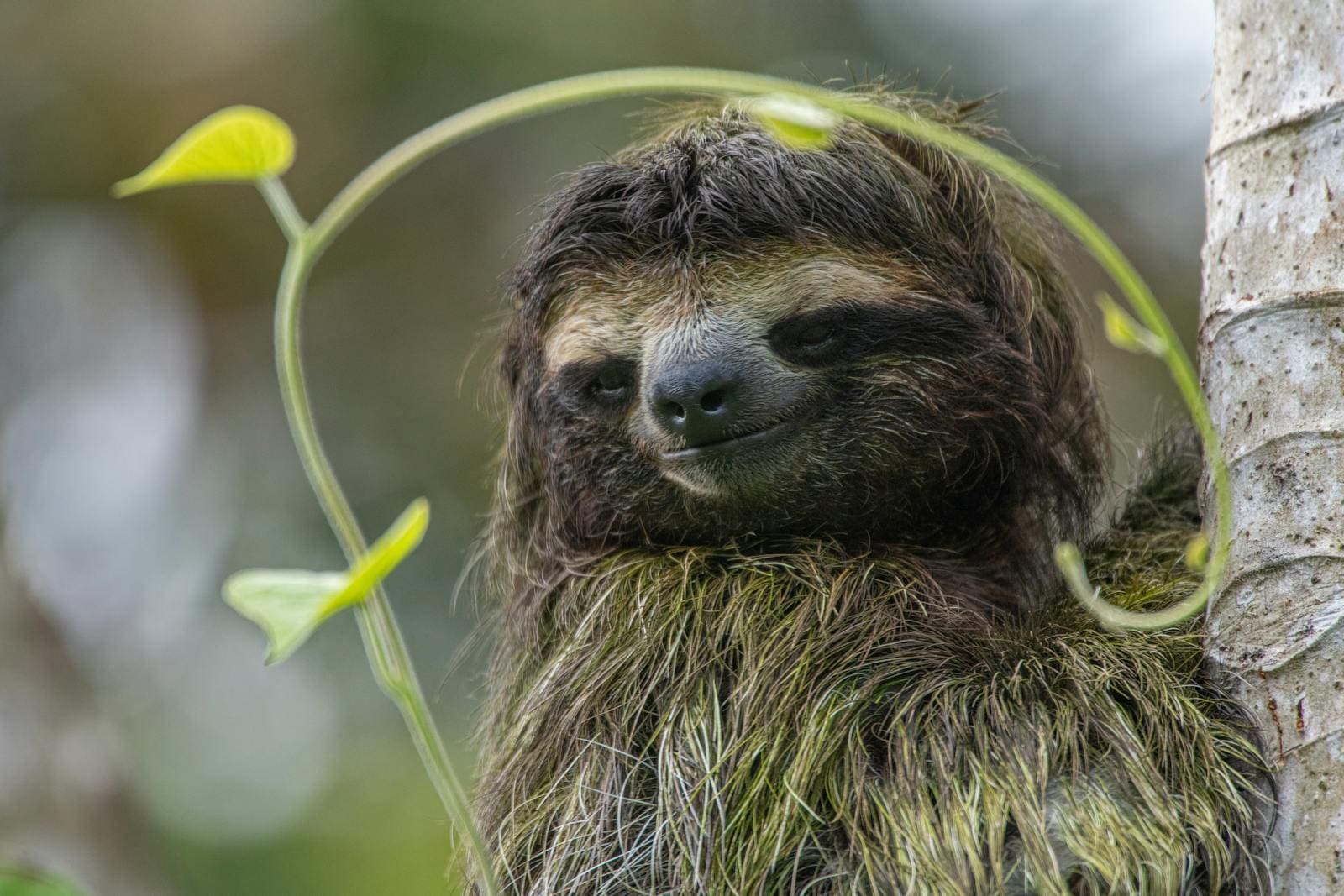 Close up of Sloth