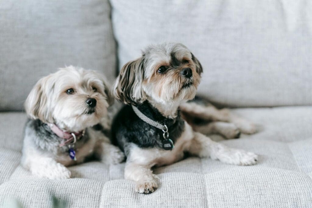 Two adorable Morkie dogs sitting on soft sofa and looking away in apartment