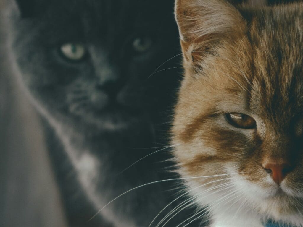 a close up of two cats near one another
