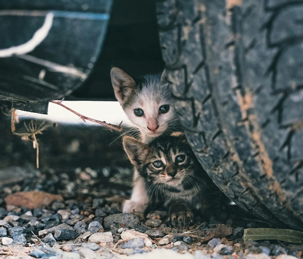 a couple of stray kittens under a car