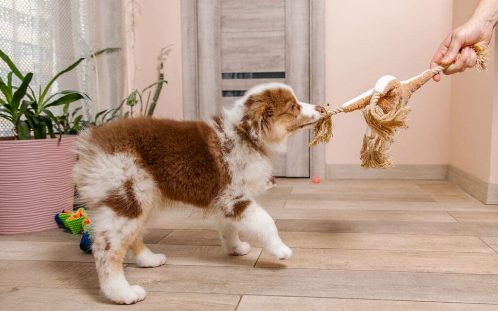 Australian shepherd puppy playing tug o' war
