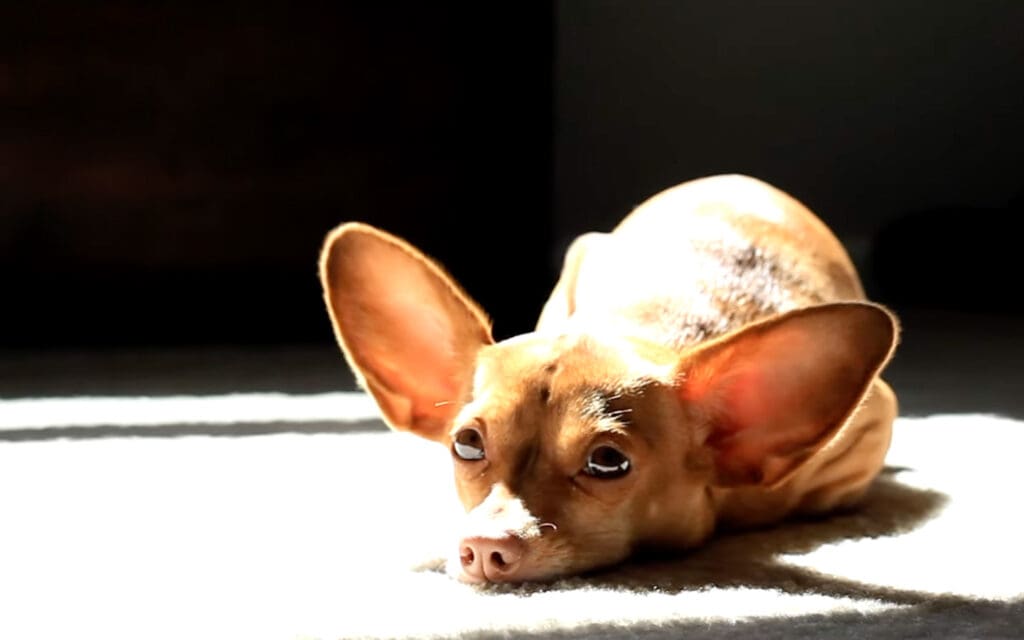 Chiweenie lying in the sun