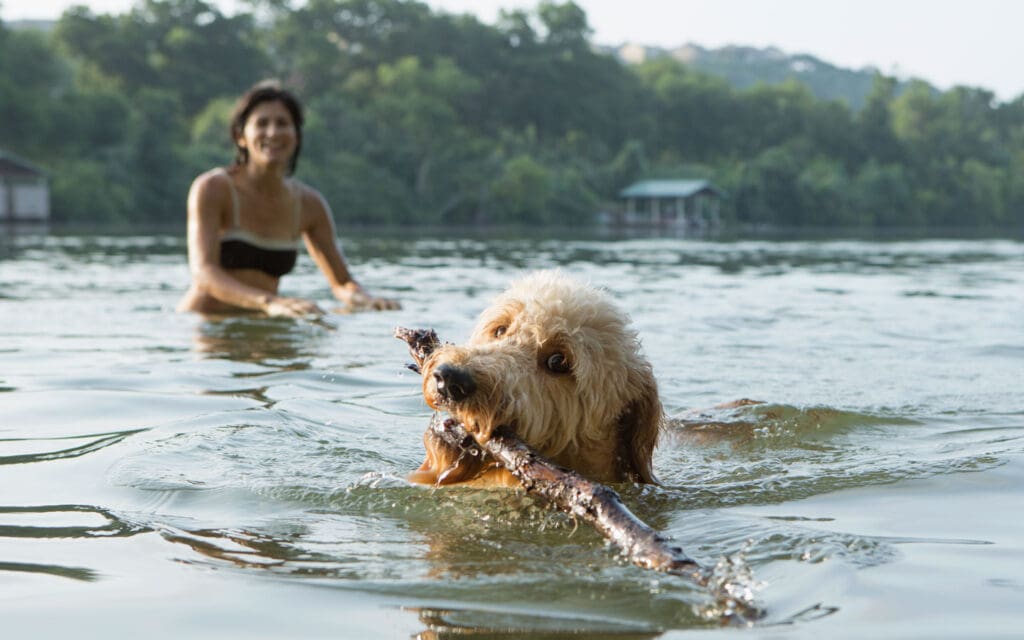 Goldendoodle in water