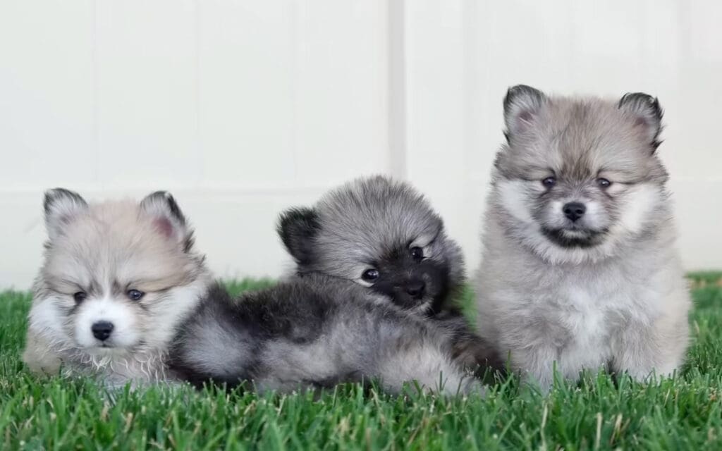 Three Pomsky Puppies