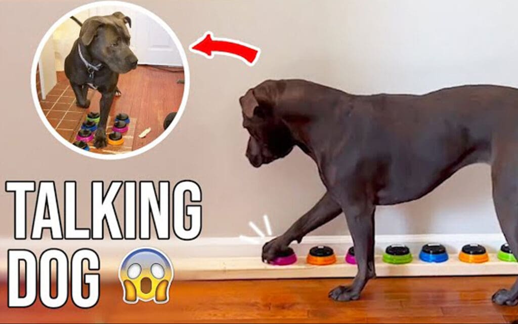 Dog using talking buttons