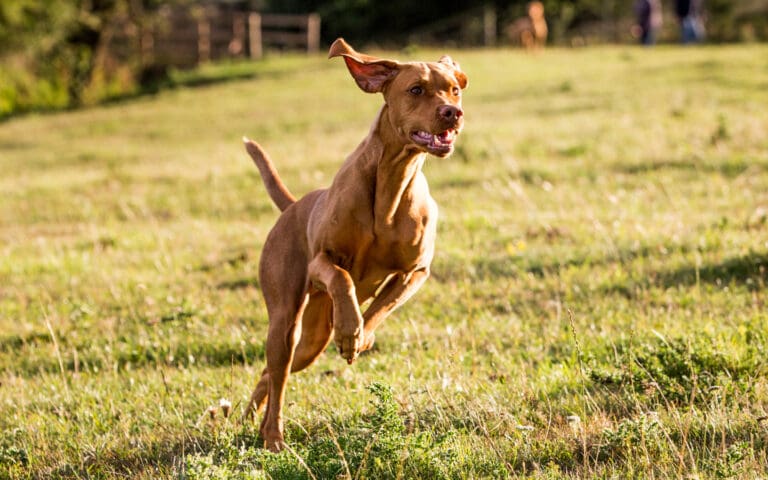 Vizsla
