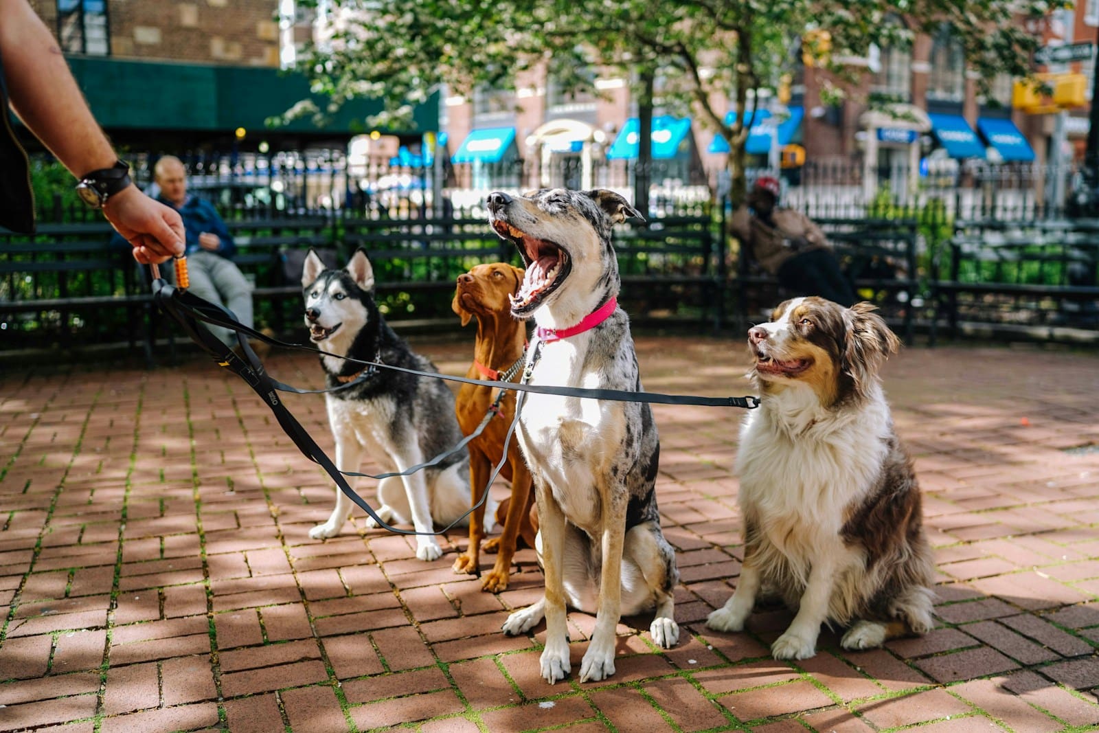 four dogs in park