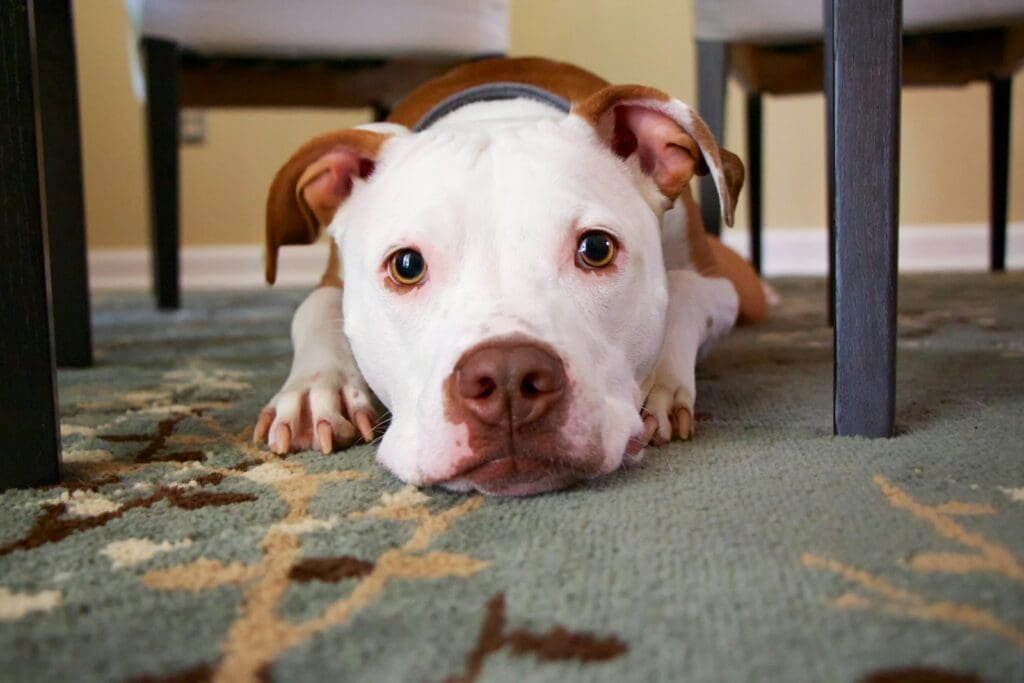 pit bull laying on area rug