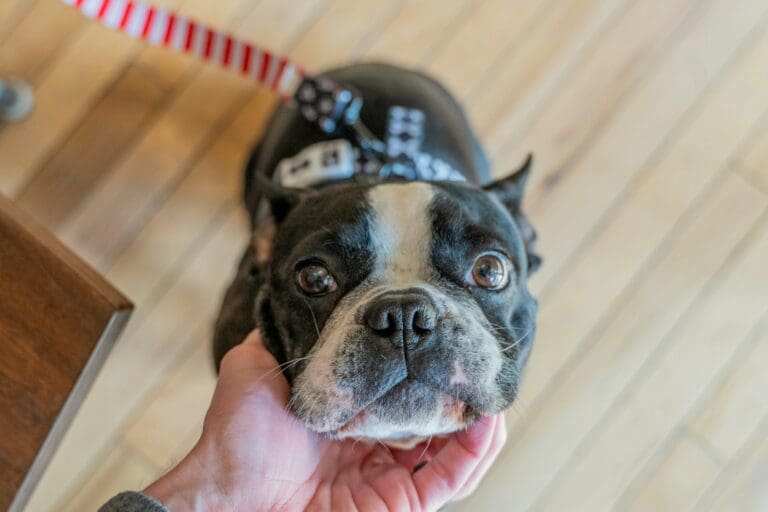 short-coat black and white dog on a leash