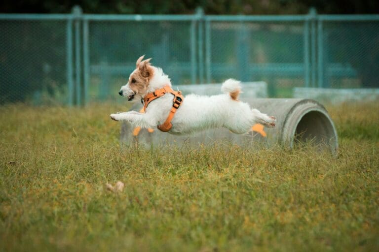 white long coat Jack Russell terrier on green grass field during daytime