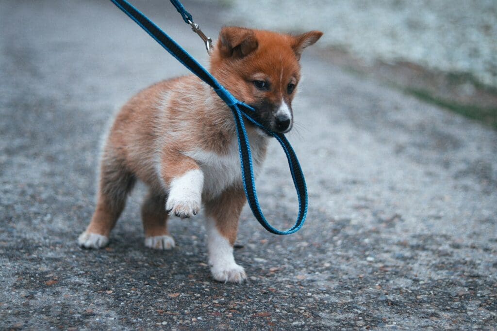 a small brown and white puppy on a leash