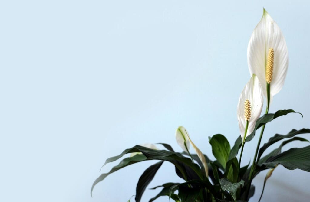 white petaled flower with green leaves. Peace lily.