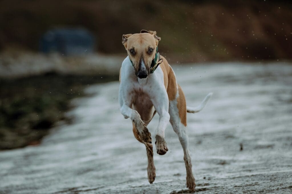 brown and white short coated Whippet running