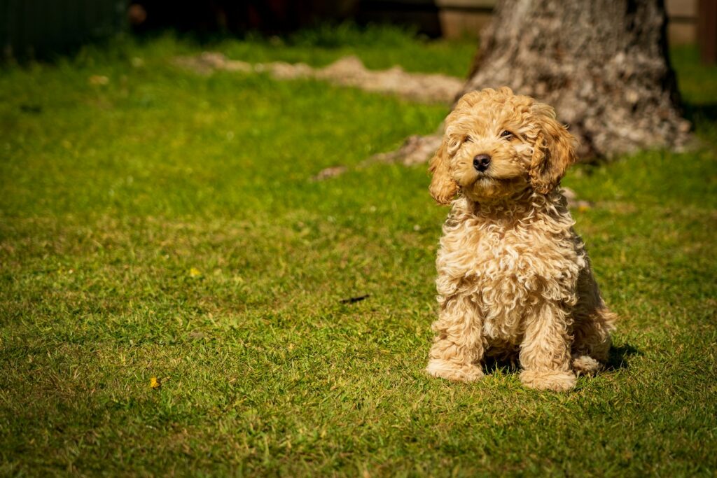 brown cockapoo on green grass field during daytime